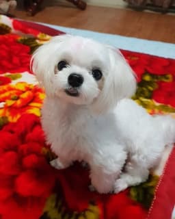 강영식#1